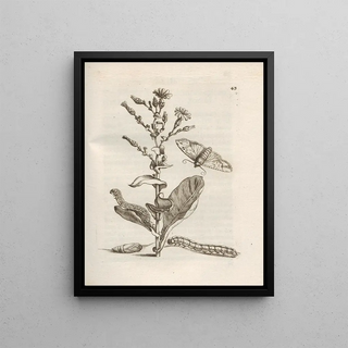Maria Sibylla Merian - Der Raupen wunderbare Verwandelung und sonderbare BlumenNahrung Pl044.webp