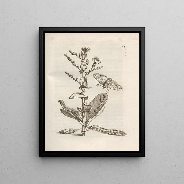 The Miraculous Transformation of Caterpillars and the Strange Food of Flowers Pl044 - Maria Sibylla Merian — framed artwork on a wall