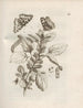 The Miraculous Transformation of Caterpillars and the Strange Food of Flowers Pl045 - Maria Sibylla Merian — artwork view