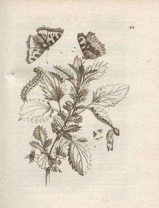 Maria Sibylla Merian - Der Raupen wunderbare Verwandelung und sonderbare BlumenNahrung Pl045.webp