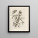 The Miraculous Transformation of Caterpillars and the Strange Food of Flowers Pl045 - Maria Sibylla Merian — framed artwork on a wall
