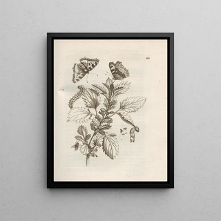 Maria Sibylla Merian - Der Raupen wunderbare Verwandelung und sonderbare BlumenNahrung Pl045.webp
