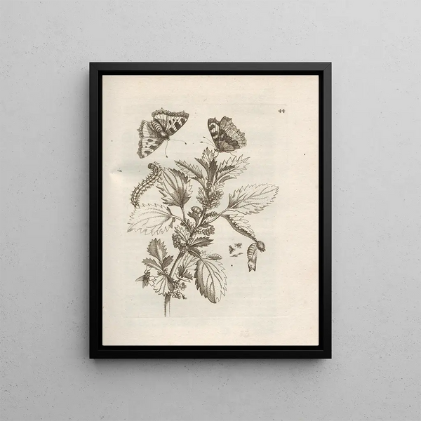 The Miraculous Transformation of Caterpillars and the Strange Food of Flowers Pl045 - Maria Sibylla Merian — framed artwork on a wall