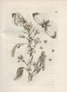 The Miraculous Transformation of Caterpillars and the Strange Food of Flowers Pl046 - Maria Sibylla Merian — artwork view
