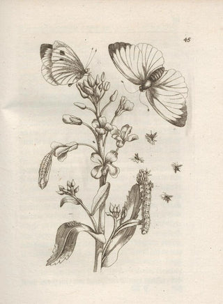 Maria Sibylla Merian - Der Raupen wunderbare Verwandelung und sonderbare BlumenNahrung Pl046.webp