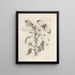 The Miraculous Transformation of Caterpillars and the Strange Food of Flowers Pl046 - Maria Sibylla Merian — framed artwork on a wall