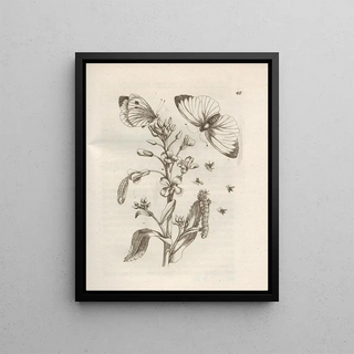 Maria Sibylla Merian - Der Raupen wunderbare Verwandelung und sonderbare BlumenNahrung Pl046.webp