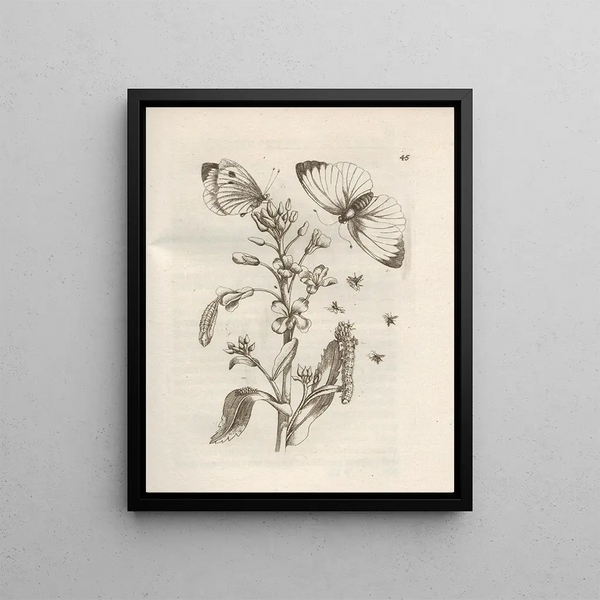 The Miraculous Transformation of Caterpillars and the Strange Food of Flowers Pl046 - Maria Sibylla Merian — framed artwork on a wall