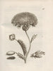 The Miraculous Transformation of Caterpillars and the Strange Food of Flowers Pl047 - Maria Sibylla Merian — artwork view