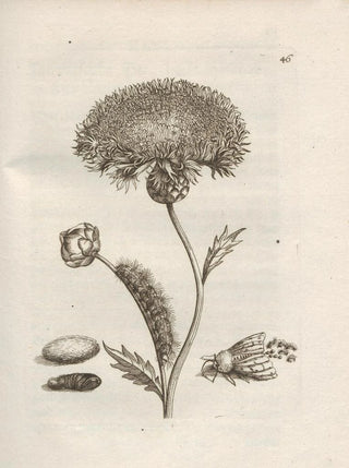 Maria Sibylla Merian - Der Raupen wunderbare Verwandelung und sonderbare BlumenNahrung Pl047.webp