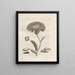 The Miraculous Transformation of Caterpillars and the Strange Food of Flowers Pl047 - Maria Sibylla Merian — framed artwork on a wall