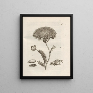 Maria Sibylla Merian - Der Raupen wunderbare Verwandelung und sonderbare BlumenNahrung Pl047.webp