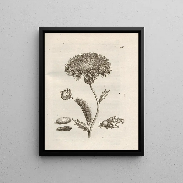 The Miraculous Transformation of Caterpillars and the Strange Food of Flowers Pl047 - Maria Sibylla Merian — framed artwork on a wall