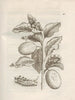 The Miraculous Transformation of Caterpillars and the Strange Food of Flowers Pl048 - Maria Sibylla Merian — artwork view