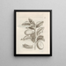The Miraculous Transformation of Caterpillars and the Strange Food of Flowers Pl048 - Maria Sibylla Merian — framed artwork on a wall