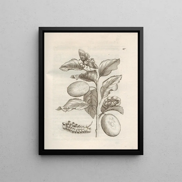 The Miraculous Transformation of Caterpillars and the Strange Food of Flowers Pl048 - Maria Sibylla Merian — framed artwork on a wall