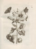 The Miraculous Transformation of Caterpillars and the Strange Food of Flowers Pl049 - Maria Sibylla Merian — artwork view