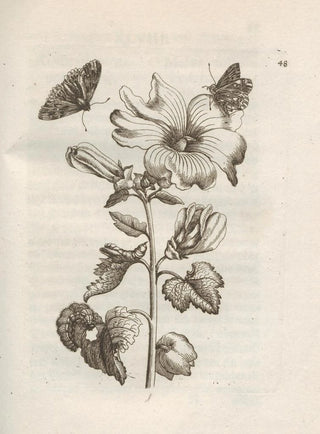Maria Sibylla Merian - Der Raupen wunderbare Verwandelung und sonderbare BlumenNahrung Pl049.webp