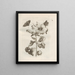 The Miraculous Transformation of Caterpillars and the Strange Food of Flowers Pl049 - Maria Sibylla Merian — framed artwork on a wall