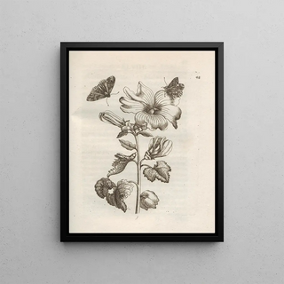 Maria Sibylla Merian - Der Raupen wunderbare Verwandelung und sonderbare BlumenNahrung Pl049.webp