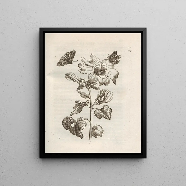 The Miraculous Transformation of Caterpillars and the Strange Food of Flowers Pl049 - Maria Sibylla Merian — framed artwork on a wall