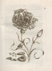 La transformation miraculeuse des chenilles et l'étrange nourriture pour fleurs Pl050 - Maria Sibylla Merian — artwork view