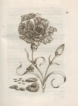 Maria Sibylla Merian - Der Raupen wunderbare Verwandelung und sonderbare BlumenNahrung Pl050.webp