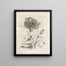 La transformation miraculeuse des chenilles et l'étrange nourriture pour fleurs Pl050 - Maria Sibylla Merian — framed artwork on a wall