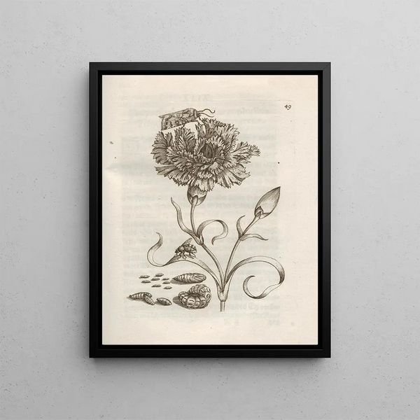La transformation miraculeuse des chenilles et l'étrange nourriture pour fleurs Pl050 - Maria Sibylla Merian — framed artwork on a wall