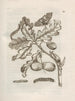 The Miraculous Transformation of Caterpillars and the Strange Food of Flowers Pl051 - Maria Sibylla Merian — artwork view