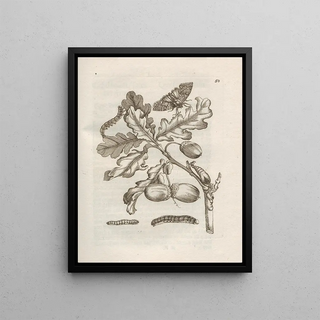 Maria Sibylla Merian - Der Raupen wunderbare Verwandelung und sonderbare BlumenNahrung Pl051.webp