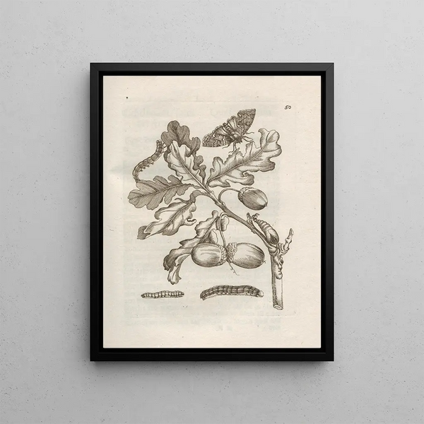 The Miraculous Transformation of Caterpillars and the Strange Food of Flowers Pl051 - Maria Sibylla Merian — framed artwork on a wall