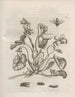 The Miraculous Transformation of Caterpillars and the Strange Food of Flowers Pl052 - Maria Sibylla Merian — artwork view