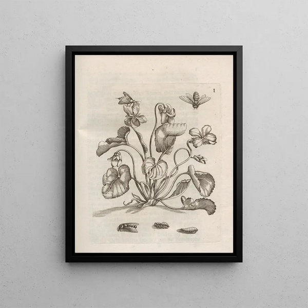 The Miraculous Transformation of Caterpillars and the Strange Food of Flowers Pl052 - Maria Sibylla Merian — framed artwork on a wall
