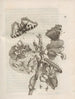 The Miraculous Transformation of Caterpillars and the Strange Food of Flowers Pl053 - Maria Sibylla Merian — artwork view