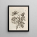 The Miraculous Transformation of Caterpillars and the Strange Food of Flowers Pl053 - Maria Sibylla Merian — framed artwork on a wall