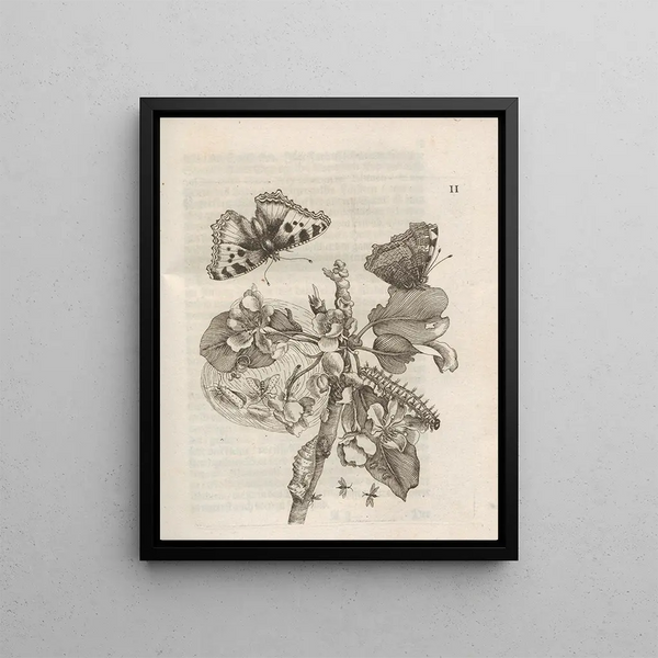 The Miraculous Transformation of Caterpillars and the Strange Food of Flowers Pl053 - Maria Sibylla Merian — framed artwork on a wall