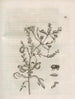 The Miraculous Transformation of Caterpillars and the Strange Food of Flowers Pl054 - Maria Sibylla Merian — artwork view