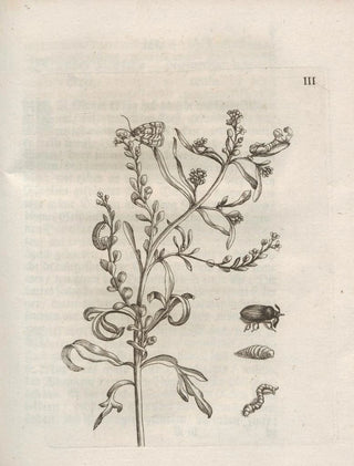Maria Sibylla Merian - Der Raupen wunderbare Verwandelung und sonderbare BlumenNahrung Pl054.webp