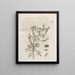The Miraculous Transformation of Caterpillars and the Strange Food of Flowers Pl054 - Maria Sibylla Merian — framed artwork on a wall