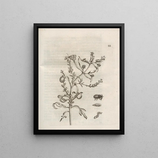Maria Sibylla Merian - Der Raupen wunderbare Verwandelung und sonderbare BlumenNahrung Pl054.webp