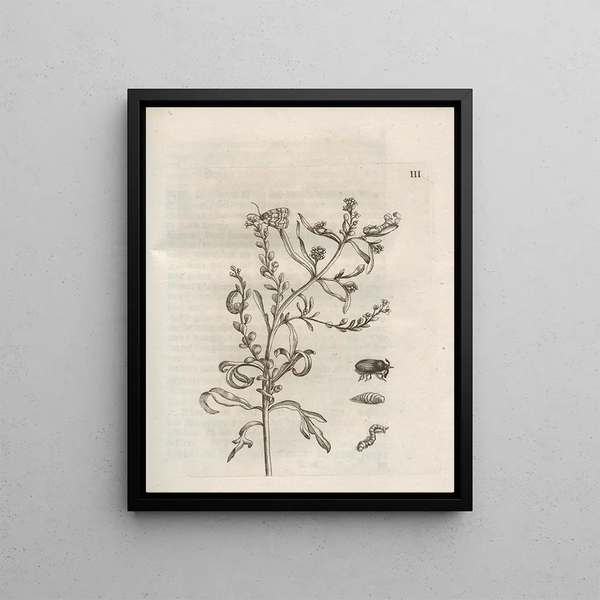 The Miraculous Transformation of Caterpillars and the Strange Food of Flowers Pl054 - Maria Sibylla Merian — framed artwork on a wall
