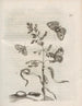 The Miraculous Transformation of Caterpillars and the Strange Food of Flowers Pl055 - Maria Sibylla Merian — artwork view