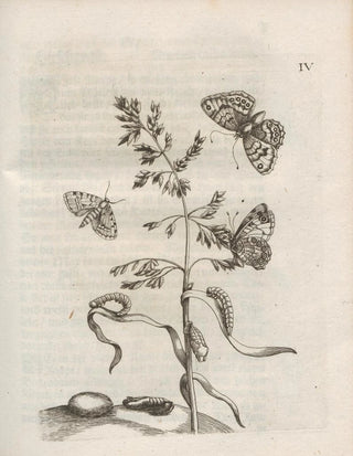 Maria Sibylla Merian - Der Raupen wunderbare Verwandelung und sonderbare BlumenNahrung Pl055.webp