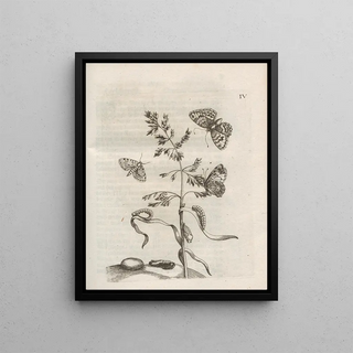 Maria Sibylla Merian - Der Raupen wunderbare Verwandelung und sonderbare BlumenNahrung Pl055.webp
