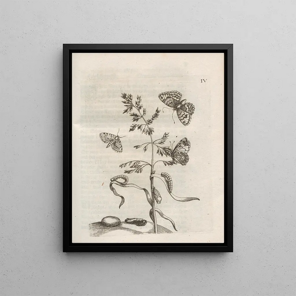The Miraculous Transformation of Caterpillars and the Strange Food of Flowers Pl055 - Maria Sibylla Merian — framed artwork on a wall