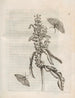 La transformation miraculeuse des chenilles et l'étrange nourriture des fleurs Pl056 - Maria Sibylla Merian — artwork view