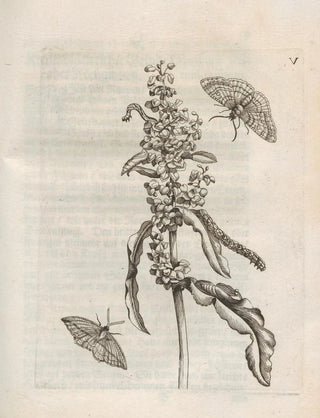 Maria Sibylla Merian - Der Raupen wunderbare Verwandelung und sonderbare BlumenNahrung Pl056.webp