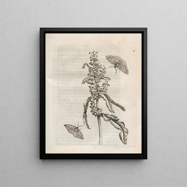 La transformation miraculeuse des chenilles et l'étrange nourriture des fleurs Pl056 - Maria Sibylla Merian — framed artwork on a wall