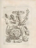 The Miraculous Transformation of Caterpillars and the Strange Food of Flowers Pl057 - Maria Sibylla Merian — artwork view